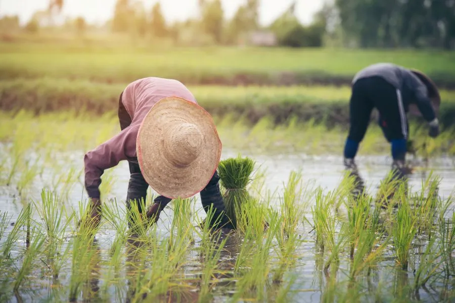 workers harvesting rice in vietnam